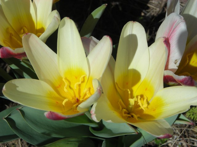 3 - Kaufmanniana Tulips Closeup